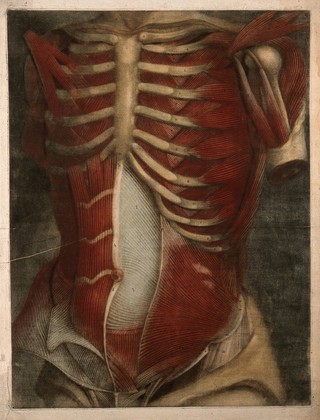 Muscles of the thorax and abdomen, with the bones of the ribcage, clavicle and upper arm: écorchés figure. Colour mezzotint by J. F. Gautier d'Agoty after himself, 1745/1746.
