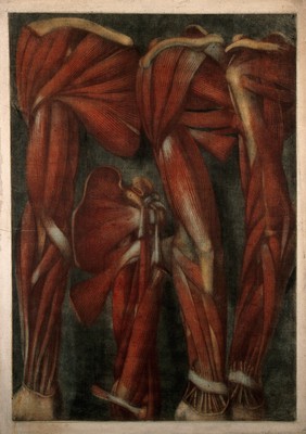 Muscles of the arm and shoulder: four écorchés. Colour mezzotint by J.F. Gautier d'Agoty after himself, 1745/1746.