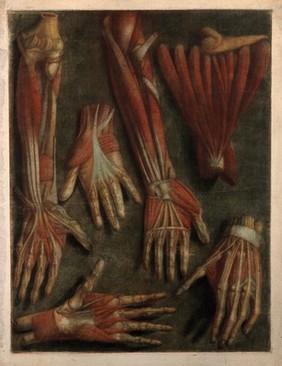 Muscles of the hand and arm: six écorchés. Colour mezzotint by J.F. Gautier d'Agoty after himself, 1745/1746.