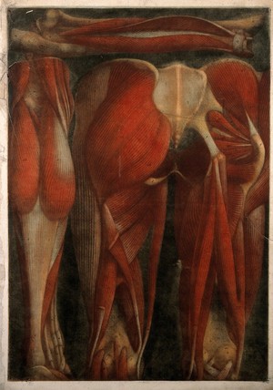 view Muscles of the pelvis and leg: two écorchés, rear view. Colour mezzotint by J.F. Gautier d'Agoty after himself, 1745/1746.