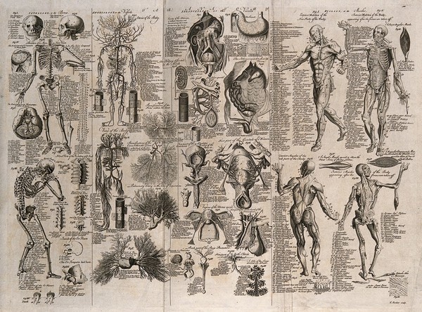 Anatomical figures: includes écorché figures, details of the skeleton, the circulatory system, internal and reproductive organs. Engraving by E. Rooker, 1740/1770?.