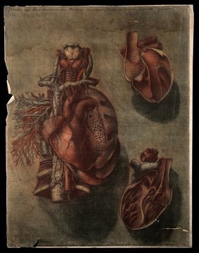 The heart: three dissections. Colour mezzotint by J. F. Gautier d'Agoty after himself, 1754.