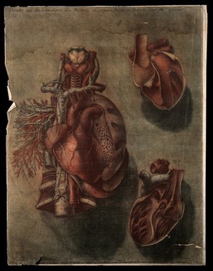 view The heart: three dissections. Colour mezzotint by J. F. Gautier d'Agoty after himself, 1754.