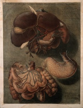 The digestive system: three figures, including dissections of the mesentery, intestines and related arteries and blood vessels. Colour mezzotint by J. F. Gautier d'Agoty after himself, 1754.