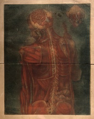 view Head and trunk of a male écorché figure, shown from behind, with the muscles and nerves indicated. Colour mezzotint by J. F. Gautier d'Agoty after himself, 1759.