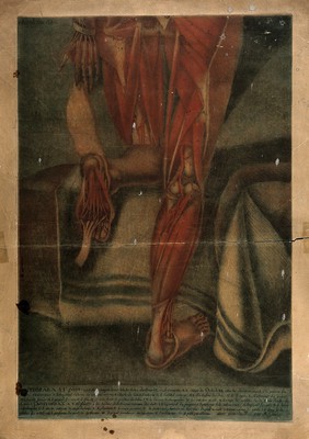 Muscles of the legs and feet: an écorché figure, shown from behind, kneels to reveal the sole of the left foot. Colour mezzotint by J. F. Gautier d'Agoty after himself, 1759.