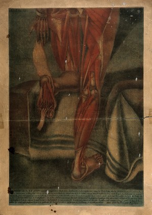 view Muscles of the legs and feet: an écorché figure, shown from behind, kneels to reveal the sole of the left foot. Colour mezzotint by J. F. Gautier d'Agoty after himself, 1759.