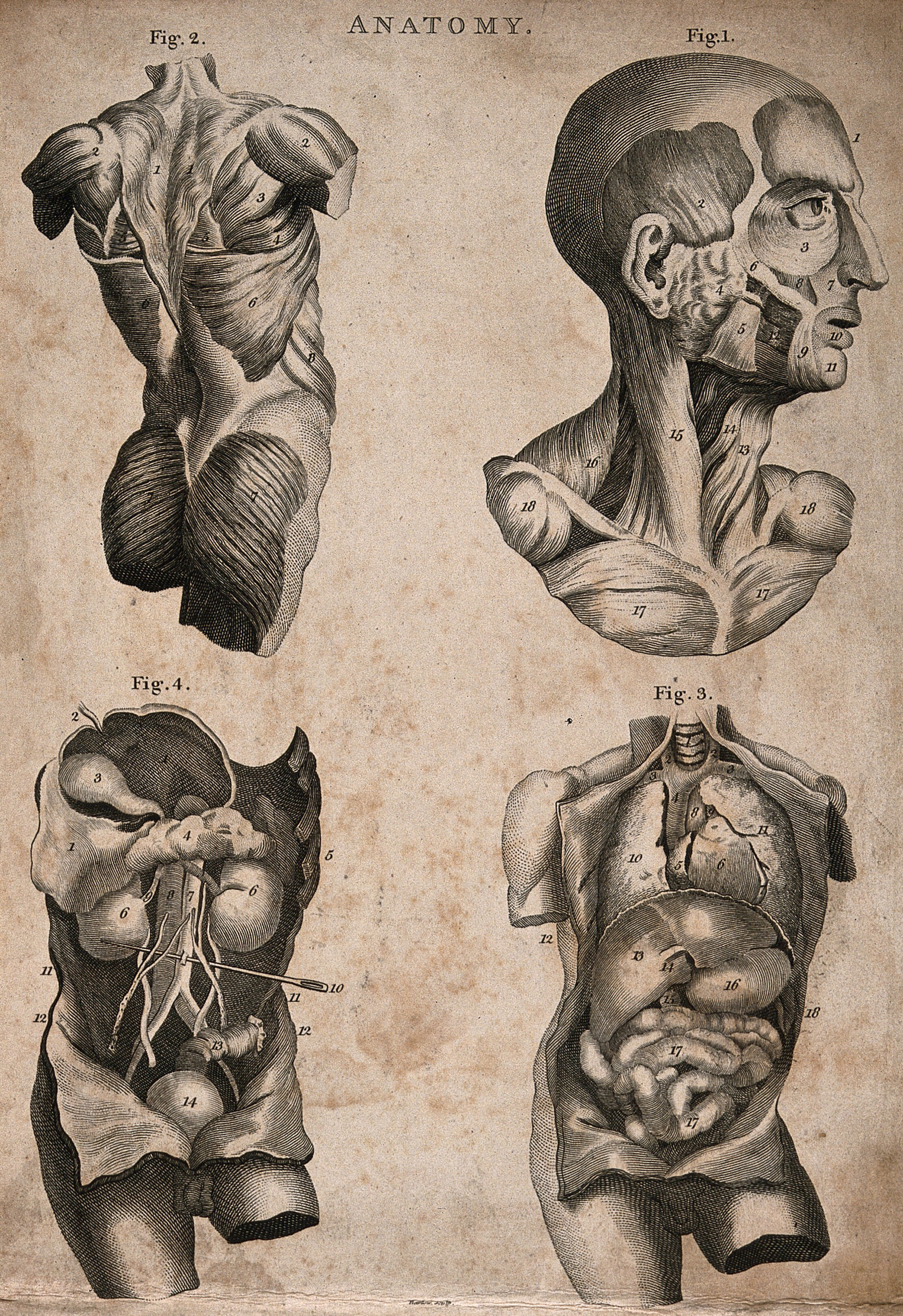Four Ecorche Figures Upper Left The Muscles Of The Back Upper Right The Muscles Of The Face And Neck Lower Left And Right The Thoracic And Abdominal Viscera Engraving By Barlow Ca
