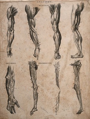 view Muscles, arteries and lymphatics of the arm and leg: eight écorché figures. Engraving by J. Barlow, 1802.