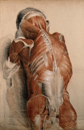 Trunk and neck of an écorché figure (life-size), lying prone: the ribs and scapula are also visible. Red chalk and pencil drawing, with bodycolour, by C. Landseer, ca. 1815.