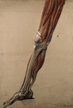 Right écorché leg and foot (life-size), showing the bones, muscles and tendons. Red chalk and pencil drawing, with bodycolour, by C. Landseer, 1815.