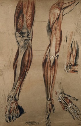 Bones, muscles and tendons of the leg, foot, arm, elbow and hand: four figures. Red chalk and pencil drawing, with bodycolour, by W. Harvey, 1819.