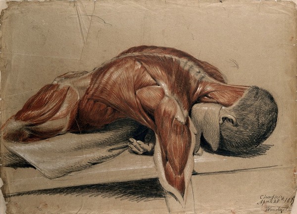 An écorché figure (life-size), lying prone on a table: the right arm hangs down below the table. Red chalk and pencil drawing, with bodycolour, by C. Landseer, 1813 (?).