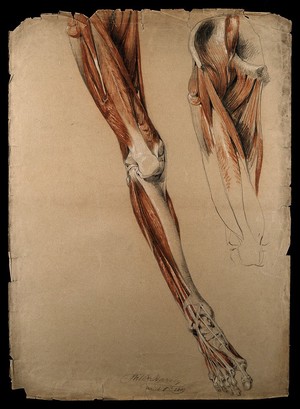 view Bones, muscles and tendons of the pelvis, leg and foot: two details of an écorché figure. Red chalk and pencil drawing, with bodycolour, by W. Harvey, 1819.