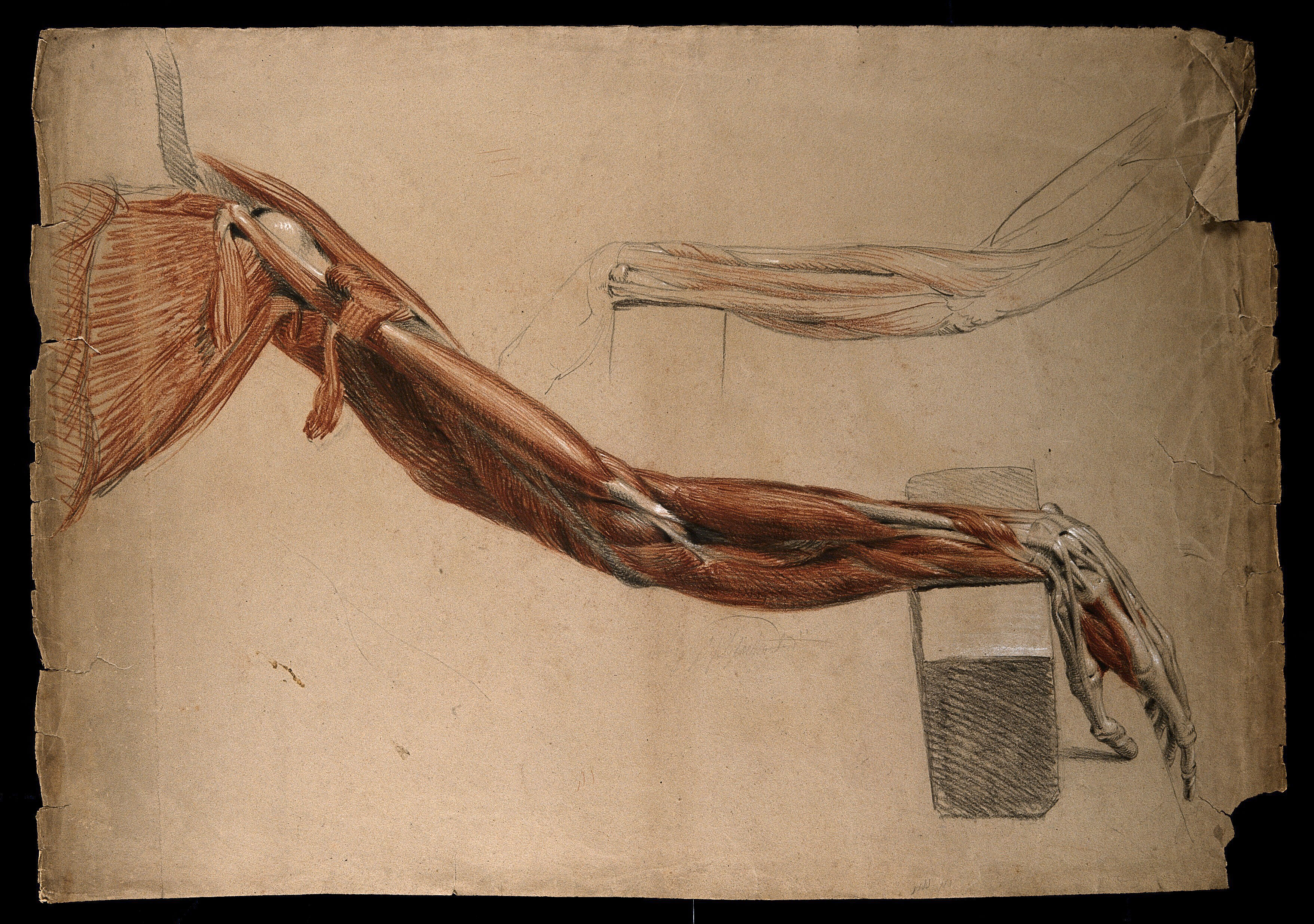 Bones, muscles and tendons of the arm and hand: two details of an