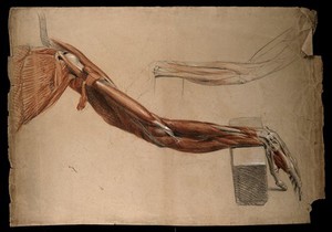 view Bones, muscles and tendons of the arm and hand: two details of an écorché figure. Red chalk and pencil drawing, with bodycolour, by a contemporary of W. Harvey (?), ca. 1819.