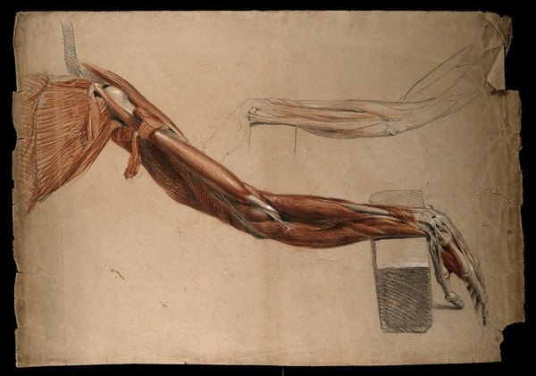 Bones, muscles and tendons of the arm and hand: two details of an écorché figure. Red chalk and pencil drawing, with bodycolour, by a contemporary of W. Harvey (?), ca. 1819.