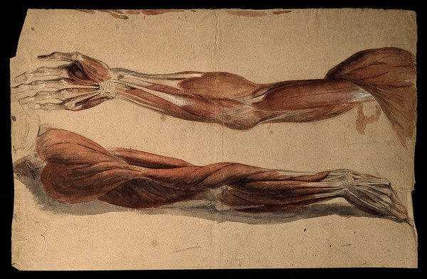 Muscles and tendons of the upper arm: two écorchés. Watercolour, 18--(?).