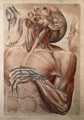 Muscles and blood-vessels of the head, neck, chest, arm and hand of an écorché, with two details, showing the face and foot. Colour engraving by A. Serantoni, ca. 1816.