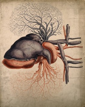 Front view of the heart, with arteries and blood-vessels attached. Watercolour, 18-- (?).