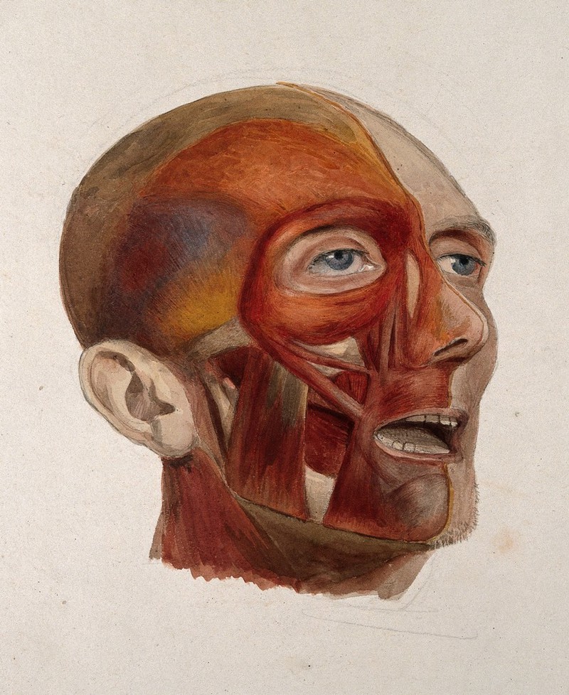 An écorché head of a man: three-quarter view, showing the right-hand side of the head dissected, and the left-hand side undissected. Watercolour by J. C. Zeller, 1833., 1833, by Johann Conrad Zeller