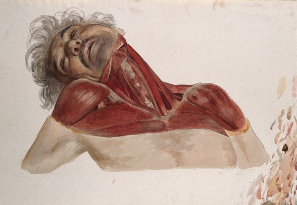 Partially dissected head, shoulders, chest and neck of a man, showing the deltoid and pectoralis muscles. Watercolour by J.C. Zeller, ca. 1833.