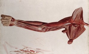 view Dissection showing the muscles of the arm and shoulder, front view. Watercolour by J.C. Zeller, ca. 1833.