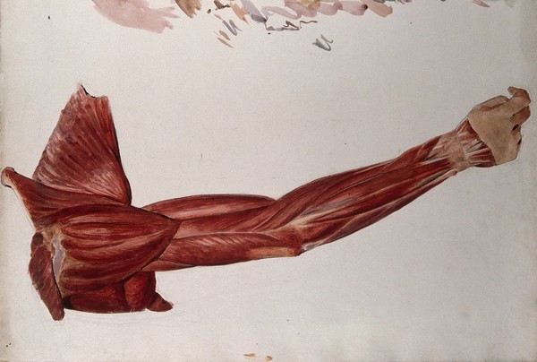 Dissection showing the muscles of the arm and shoulder, back view. Watercolour by J.C. Zeller, ca. 1833.