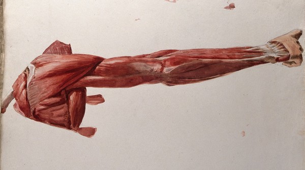 Dissection showing the muscles of the arm and shoulder, back view. Watercolour by J.C. Zeller, ca. 1833.