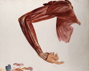 view Dissection showing the muscles of the arm and shoulder, front view, with elbow and wrist flexed. Watercolour by J.C. Zeller, ca. 1833.