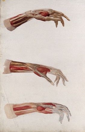 Three dissections of the right hand and wrist, showing the muscles and tendons. Watercolour by J.C. Zeller, ca. 1833.
