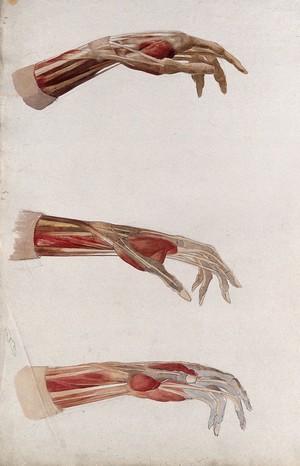 view Three dissections of the right hand and wrist, showing the muscles and tendons. Watercolour by J.C. Zeller, ca. 1833.