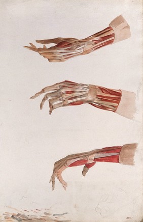 Three dissections of the left hand and wrist, showing the muscles and tendons. Watercolour by J.C. Zeller, ca. 1833.