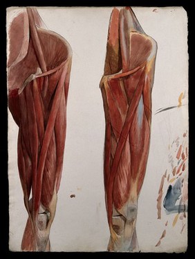 Two dissections showing the muscles of the thigh, hip, pelvis and knee. Watercolour by J.C. Zeller, ca. 1833.