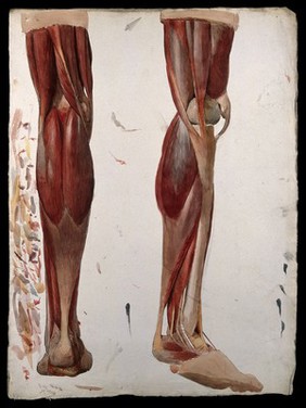 Two dissections showing the muscles of the leg. Watercolour by J.C. Zeller, ca. 1833.