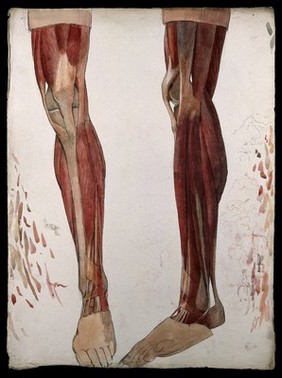Two dissections showing the muscles of the leg, with marginal sketches including depictions of mountains and a woman in rural costume . Watercolour by J.C. Zeller, ca. 1833.