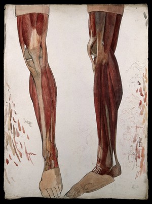 view Two dissections showing the muscles of the leg, with marginal sketches including depictions of mountains and a woman in rural costume . Watercolour by J.C. Zeller, ca. 1833.