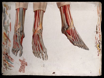 Three dissections of a foot, showing the muscles and tendons, with a marginal sketch of a man's head and torso being hanged by the neck. Watercolour by J.C. Zeller, ca. 1833.