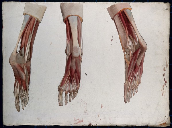 Three dissections of the underside of a foot, showing the muscles and tendons, with a marginal sketch of a figure. Watercolour by J.C. Zeller, ca. 1833.