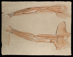 view Two dissections of the arm and shoulder, showing the muscles and tendons. Red and white chalk and ink drawing by J.C. Zeller, ca. 1833.