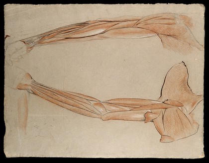 Two dissections of the arm and shoulder, showing the muscles and tendons. Red and white chalk and ink drawing by J.C. Zeller, ca. 1833.