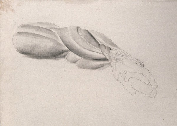 Muscles of the arm and hand, shown in a similar pose to that of the 'Borghese Gladiator' by Agasias of Ephesus. Pencil and chalk (?) drawing by J.C. Zeller (?), ca. 1832.