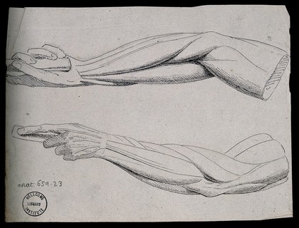 Muscles of the arm and hand: four figures (two on verso), showing the hand in a similar pose to that of the 'Borghese Gladiator' by Agasias of Ephesus. Pen and ink drawing by J.C. Zeller (?), ca. 1832.