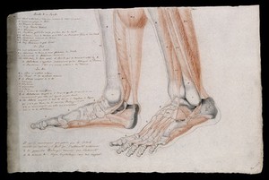 view Bones and muscles of the feet and lower legs. Pencil and crayon drawing by J.C. Zeller after J.G. Salvage, 1833.