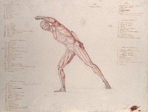 view Myologic structure of the 'Borghese Gladiator' statue: the figure is presented as an écorché. Ink and watercolour drawing by J.C. Zeller after J.G. Salvage, ca. 1833.