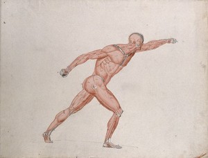 view Skeletal and myologic structure of the 'Borghese Gladiator' statue: the figure is presented as an écorché. Ink and watercolour drawing by J.C. Zeller after J.G. Salvage, ca. 1833.