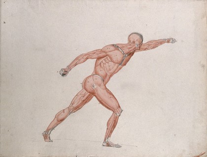 Skeletal and myologic structure of the 'Borghese Gladiator' statue: the figure is presented as an écorché. Ink and watercolour drawing by J.C. Zeller after J.G. Salvage, ca. 1833.