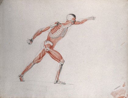 Skeletal and myologic structure of the 'Borghese Gladiator' statue: the figure is presented as an écorché. Ink and watercolour drawing by J.C. Zeller after J.G. Salvage, ca. 1833.