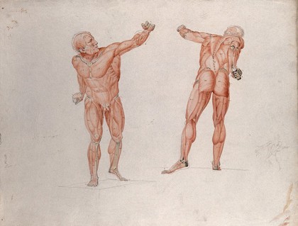 Skeletal and myologic structure of the 'Borghese Gladiator' statue: two figures presented as écorchés, with a small pencil sketch of a nude also included. Ink and watercolour drawing by J.C. Zeller after J.G. Salvage, ca. 1833.