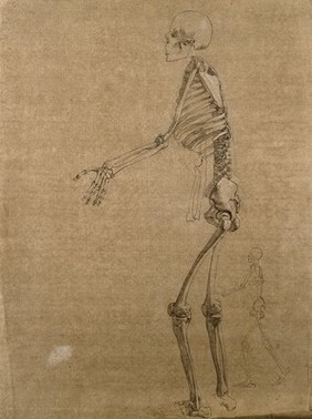 Standing skeleton, seen from the left side holding its left arm forwards, with a smaller sketch of a walking skeleton seen below. Pencil and white chalk drawing by J.C. Zeller, ca. 1833?.